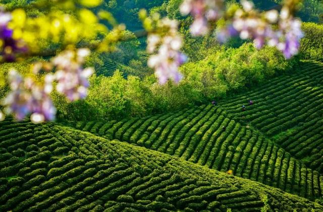 国庆中秋去哪里？茶都信阳欢迎您！
