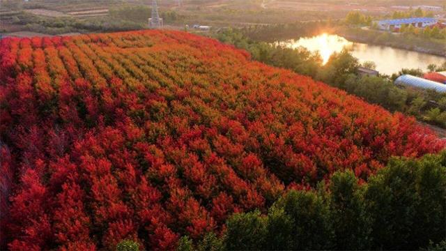 威海人秋日必冲！红枫织锦、马褂木染金，两处“隐藏款”林地拍照超出片