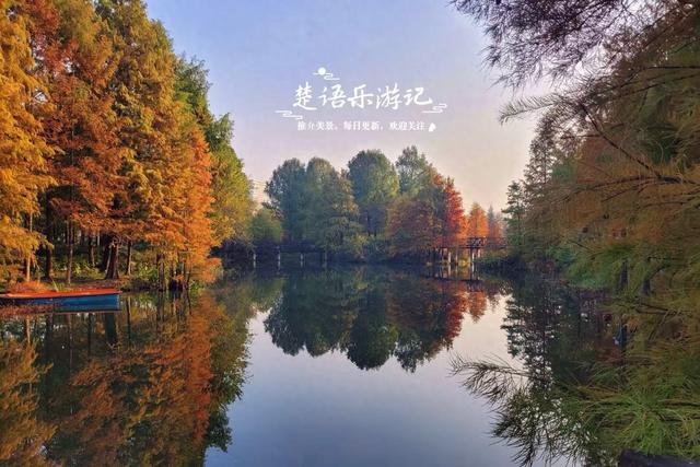 浙江宁波这片水上森林又出圈，色彩缤纷堪比油画，但一周后会更美