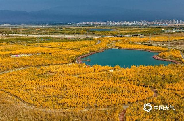 秋之限定：一组图沉浸感受金色满溢的季节