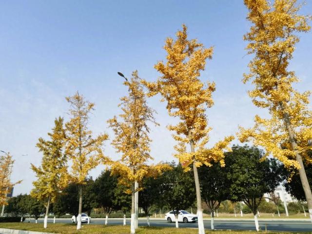 霜染银杏黄,涟水美翻天