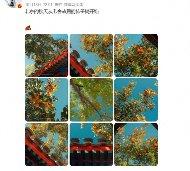 老舍院里的柿子红了！这份“甜蜜暴击”正席卷河南的秋天