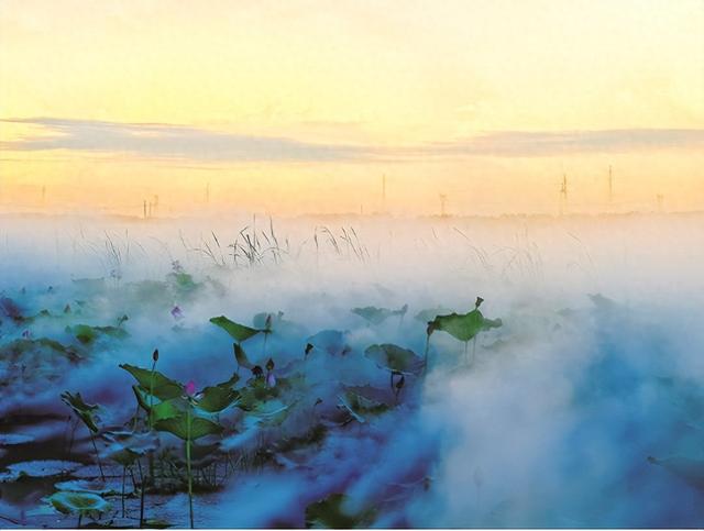 镇赉南湖“荷”你相约盛花期