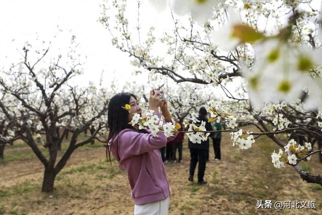 永清：农旅融合打造京津休闲好去处