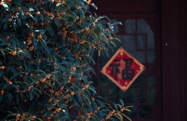白露为信 满城桂花香｜图集