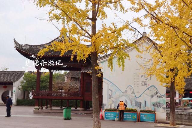 浙江宁波少有的水乡古镇，银杏大道与银杏林太美了，错过再等一年