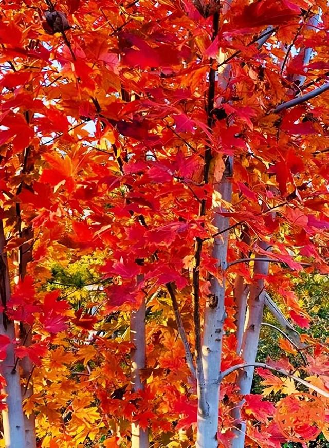 厦门五裂槭红叶观赏指南