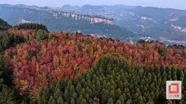 荣县：冬樱绽放引客来 文旅融合绘新篇