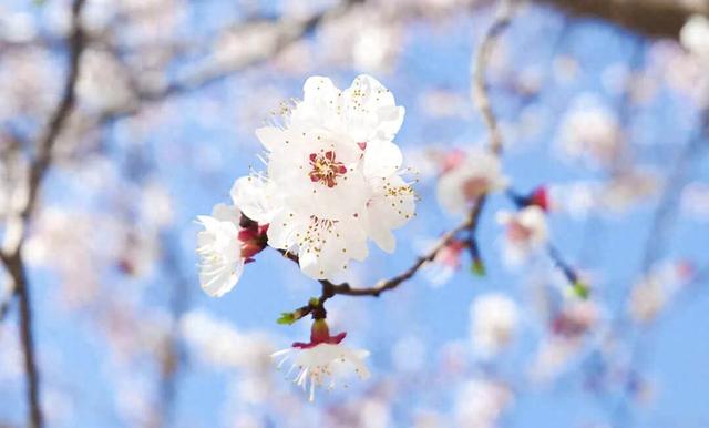 周末赏梅啦！推荐郑州这4个赏梅好去处，公交直达→