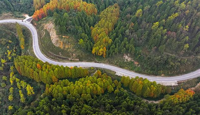 美翻！明月山麓红杉凝霜，这条林间公路藏着初冬极致浪漫