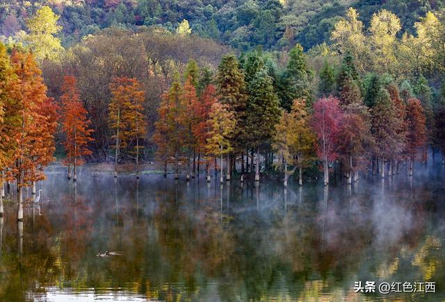 红杉渐红湖如镜 薄雾轻笼 仙女湖冬日盛景惹人醉