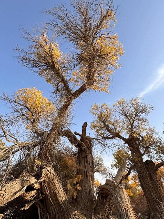 踏迹寻旅：不朽胡杨林游人玩什么？