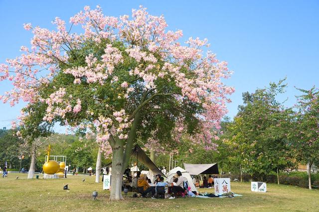 郁南：异木棉盛放