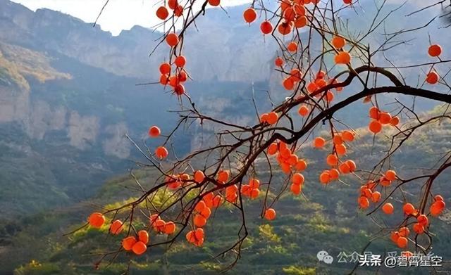读懂了“红柿子”，也就读懂了大美中国的烟火气和“中国红”