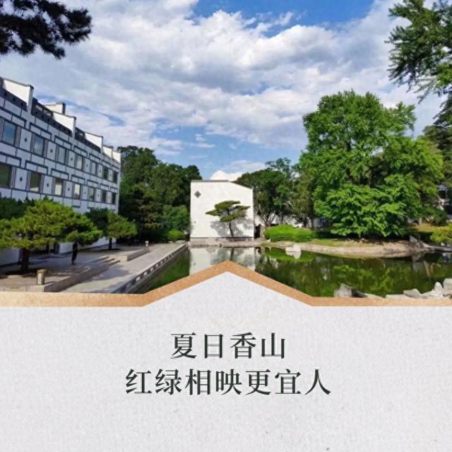 夏日香山红绿相映更宜人