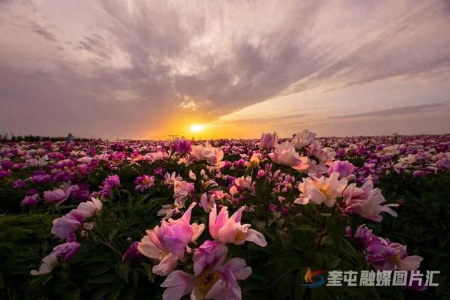 芍药花正开·相约开干齐｜奎屯市第五届芍药花文化旅游活动，邀你赴约！