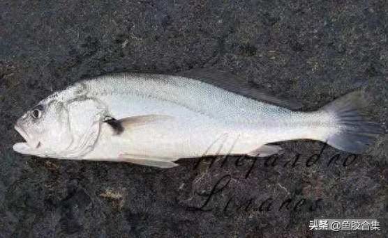 蜘蛛肚花胶是什么鱼的 蜘蛛花胶的品种及图片