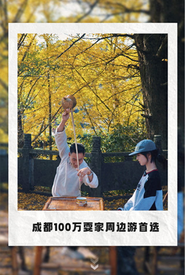 黄了！成都出发1.5h刹拢赏秋秘境，茶海风光无敌，银杏美了上千年！