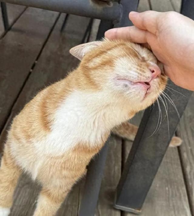 猫咪用头拱你	，原来不是在撒娇！真相让主人们惊呆了
