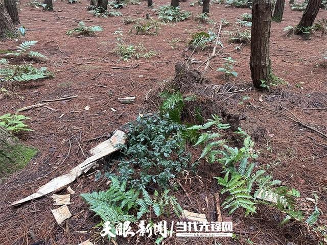 【记者手记】文明露营,方是自然之友 【记者手记】文明露营,方是自然之友