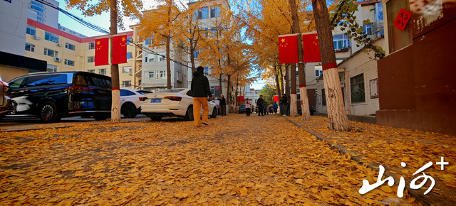 “银杏巷”成“秋日限定”打卡地 太原老军营小区深处藏满城温柔