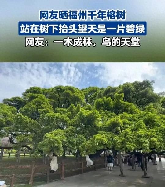 从福州的榕树想到的
