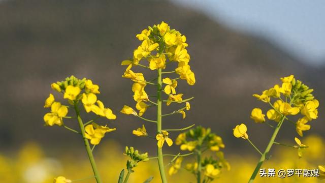 寒意未退“春”先到 罗平油菜花初绽放