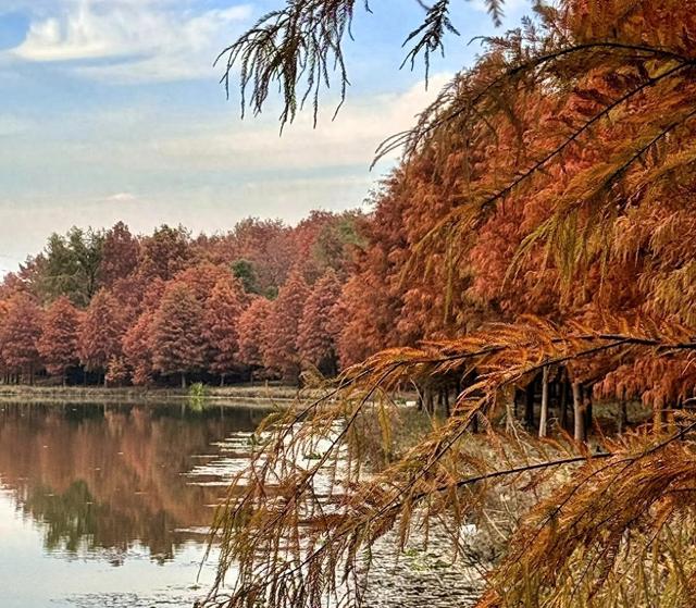 奉贤海湾森林公园红杉林美哭，带娃玩足一整天不重样。面积特别大