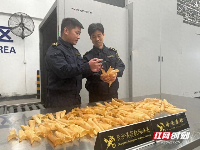干鱼鳔的功效与作用 干鱼鳔的功效与作用及禁忌