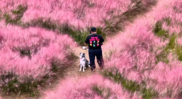 “政府开放日”邀你来智慧城管×粉黛花海，解锁硬核浪漫新玩法！