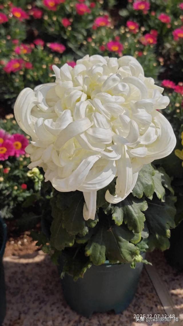 免费开放！持续21天！2025东湖公园菊花赏来啦~