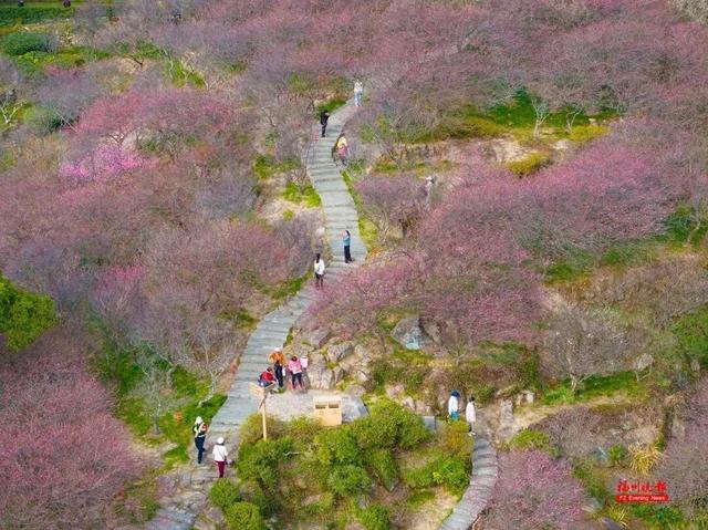 绝美！福州鼓山梅花开了！