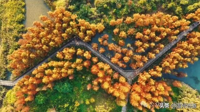 温州年度大片《红杉林》已经上映！随手一拍就是壁纸！