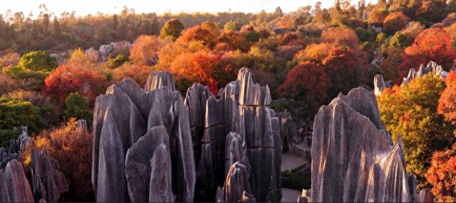 石林的冬天，藏着“延迟版”秋景