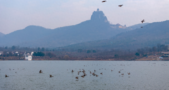 快看！和县这片湖有“鸭”力表演