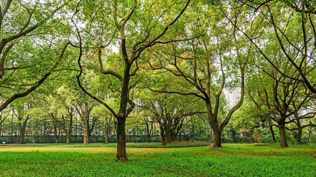 上海神秘小岛逆袭！从无人问津到3天10万人打卡，你愿住这里吗？