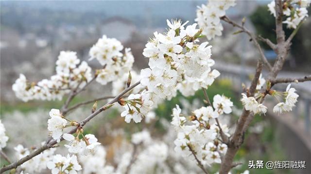 多彩旌阳｜双东樱桃花竞相绽放 绘就春日绚丽美景