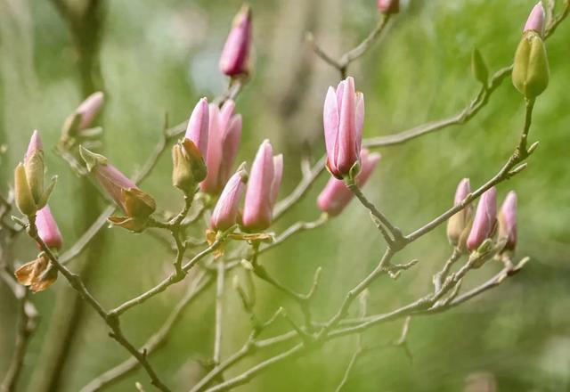踏春好去处!贵州省植物园花开好啦