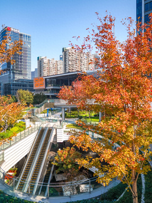 通往秋天！上海市区绝美枫叶扶梯上线→