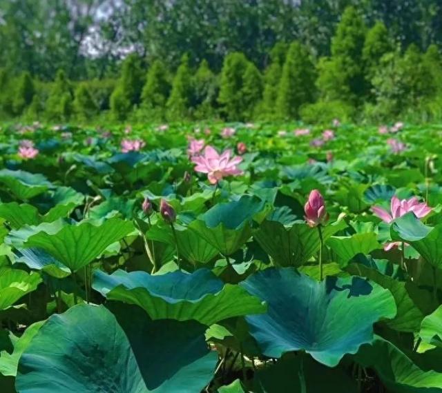 滕州微山湖红荷湿地：秋日限定的诗意画卷