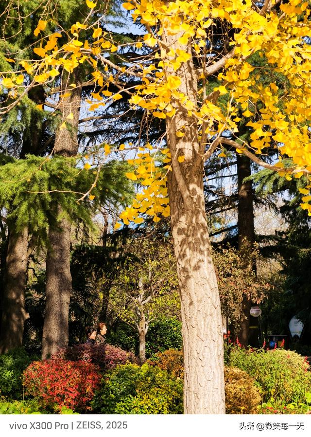 碧沙岗的秋，是郑州偷给我的半日温柔