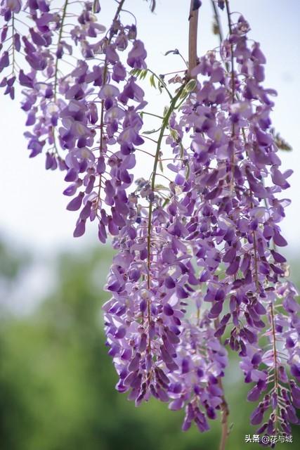 南昌紫色预警！全城紫藤花瀑已开挂，这4个秘境错过等一年