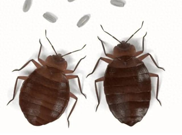 臭虫最怕3个克星分别是什么（防臭虫最有效的方法）