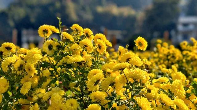 嘿，一起“采菊东篱”，就在这→