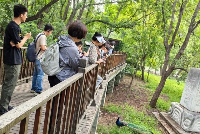 “永定河畔麋鹿生”麋鹿回归40周年夏秋游活迎来了第一批游客