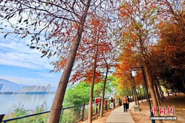 福州乌龙江湿地公园冬季美景引游人