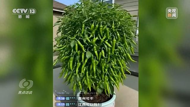 你刷到的奥运冠军代言可能是假的！起底AI仿冒带货新骗局