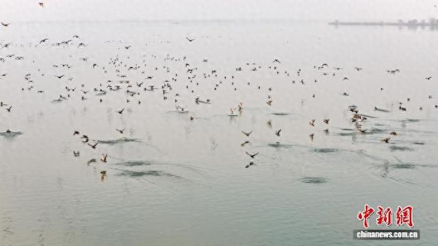 安徽沱湖：水鸟翔集景色美