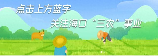 海口龙华区遵谭镇：边“走”边学 与“美”同行