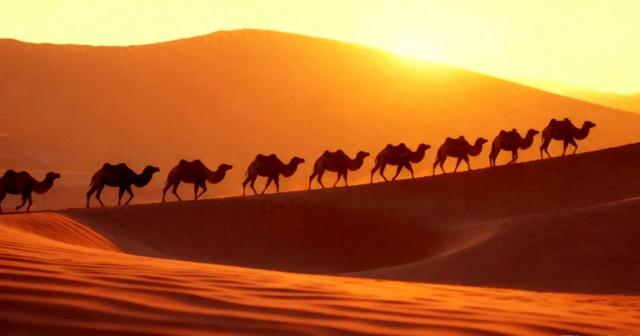 明日抵达！阿拉善驼队来绍兴了